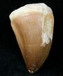 Mosasaur (Prognathodon) Tooth #12438-1